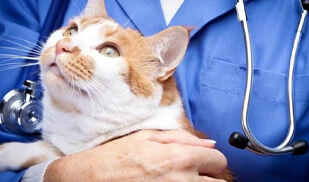Zoonotic Diseases: Protecting yourself from animal to human diseases