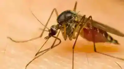 Karnataka health department on high alert mode after Zika virus detected in Chikkaballapur