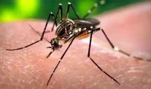 Don't ignore fever, even if dengue test negative