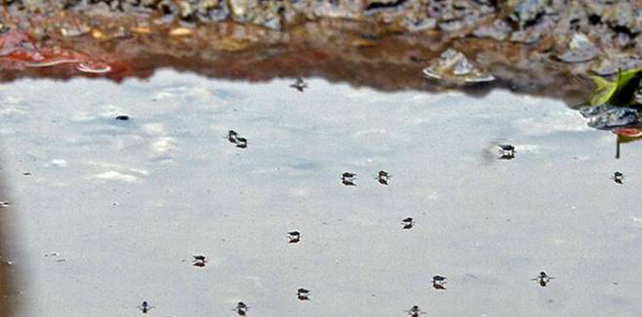 Health Department gears up to tackle Zika virus