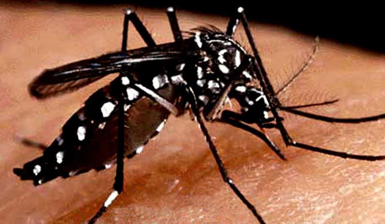 Karnataka sees sharp rise in dengue cases