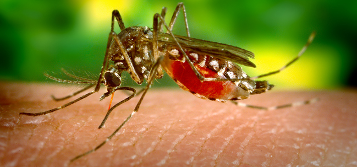 ZIKA virus can cause birth defects